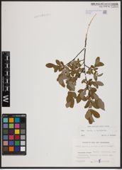 Foto von Salix aurita L. x Salix myrtilloides L.